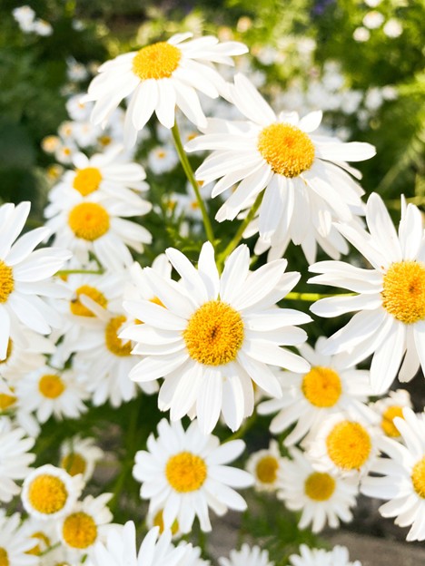 God Is Ever Fresh. And that's happening NOW, as you'll learn in today's guest post. Fresh as a daisy, only more so!